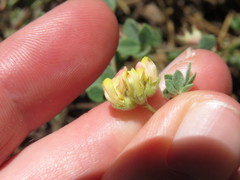 Acmispon decumbens