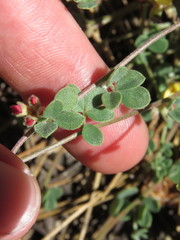 Acmispon decumbens