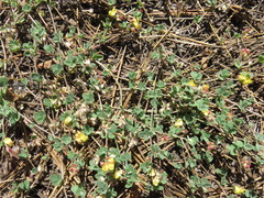 Acmispon decumbens