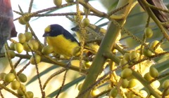 Euphonia laniirostris