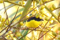 Euphonia laniirostris
