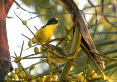 Euphonia laniirostris