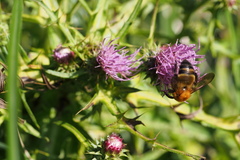 Bombus diversus diversus