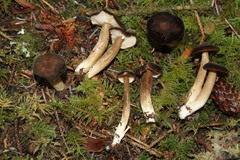 Lactarius fallax concolor