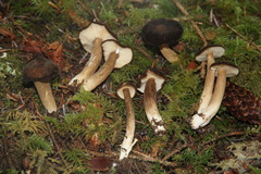 Lactarius fallax concolor