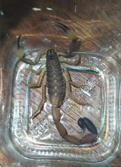 Centruroides flavopictus