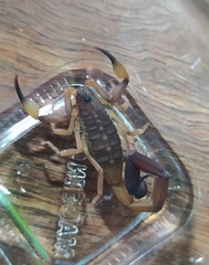 Centruroides flavopictus