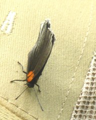 Hades noctula