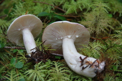 Lactarius pallescens