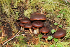 Hypholoma brunneum