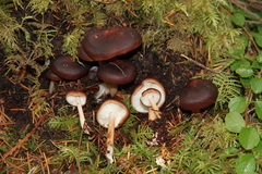 Hypholoma brunneum