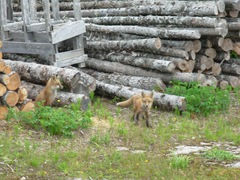 Vulpes vulpes deletrix
