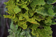 Crocodia rubella