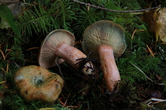 Lactarius aestivus