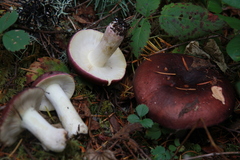 Russula murrillii