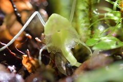 Corybas walliae