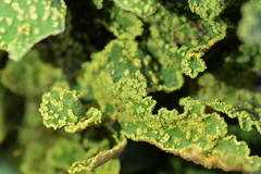 Crocodia rubella