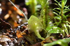 Corybas walliae