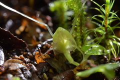 Corybas walliae