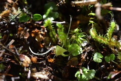 Corybas walliae