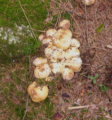 Cortinarius turmalis