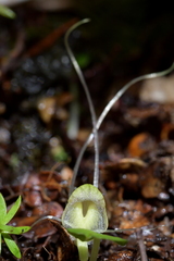 Corybas walliae