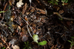 Corybas walliae