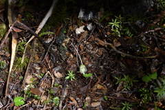 Corybas walliae