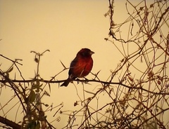 Passerina versicolor