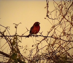 Passerina versicolor