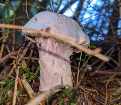 Cortinarius camphoratus