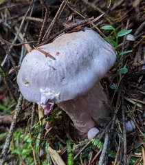 Cortinarius camphoratus