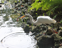 Ardea alba