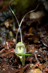 Corybas walliae