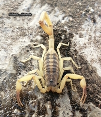 Centruroides suffusus