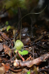 Corybas walliae