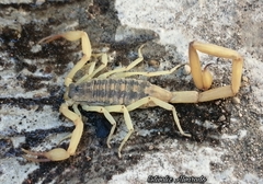 Centruroides suffusus
