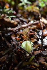 Corybas walliae