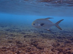 Trachinotus blochii