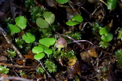 Corybas walliae