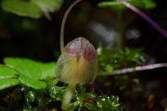 Corybas walliae