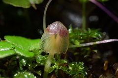 Corybas walliae