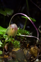 Corybas walliae