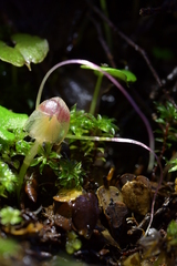 Corybas walliae