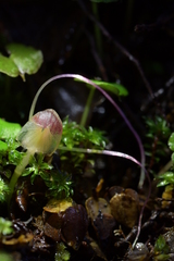 Corybas walliae