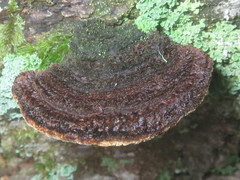 Phellinus piceinus