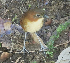 Grallaria flavotincta