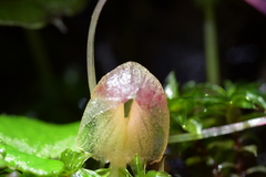 Corybas walliae