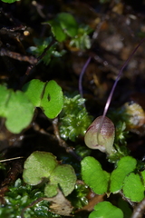 Corybas walliae
