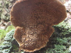 Phellinus piceinus